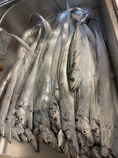 タチウオの釣果