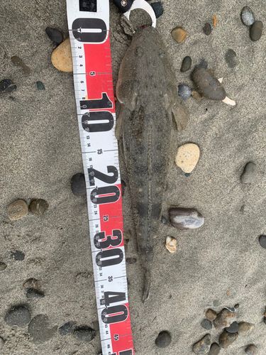 マゴチの釣果
