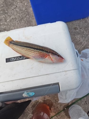 キュウセンの釣果