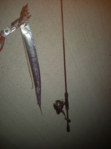 タチウオの釣果