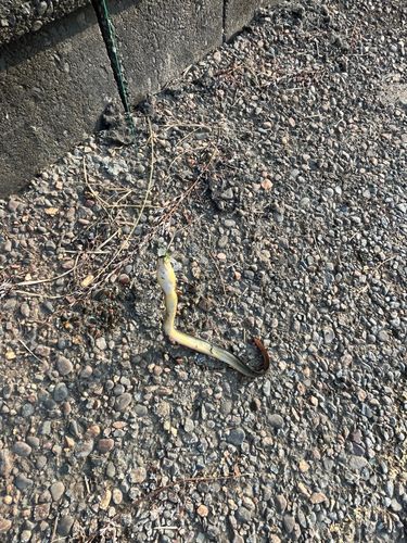 ウナギの釣果