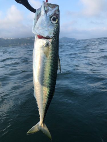 サバの釣果