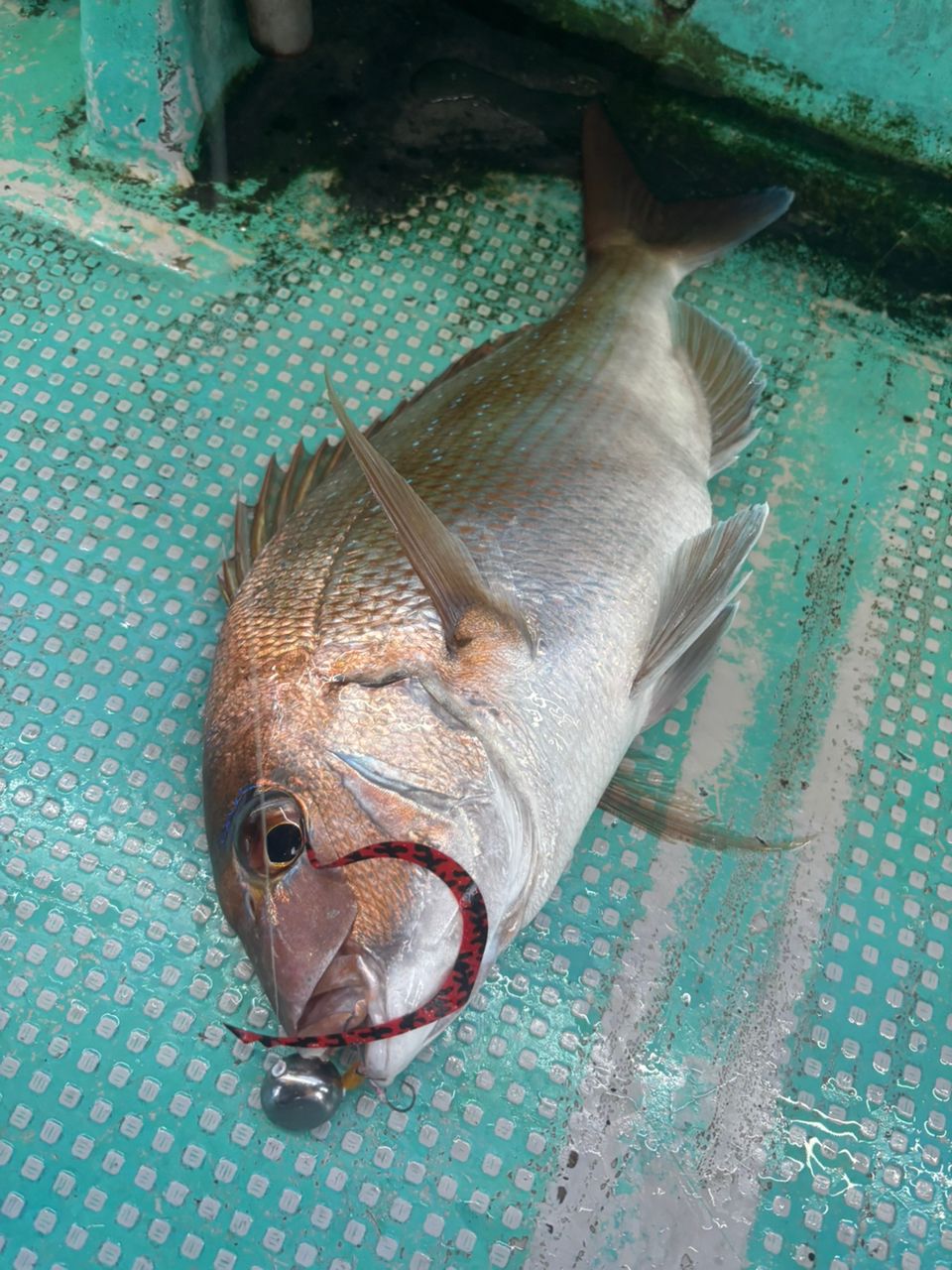 釣り好きゆりむちゃんさんの釣果 2枚目の画像