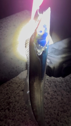 タチウオの釣果