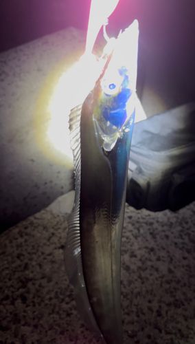タチウオの釣果