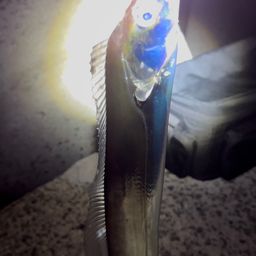 タチウオ