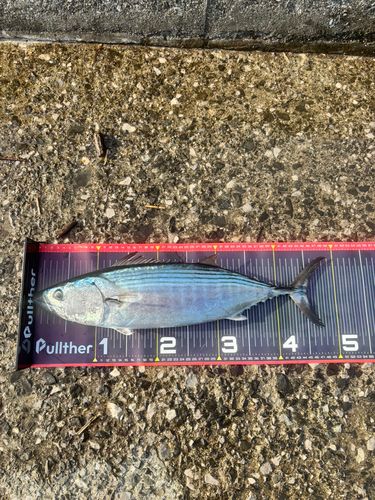 ハガツオの釣果
