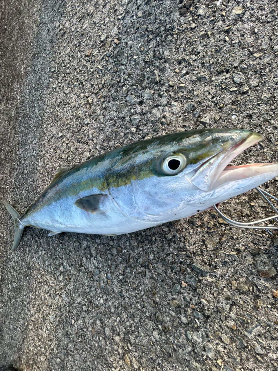 メジロ