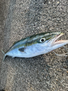 メジロの釣果