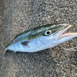 メジロ