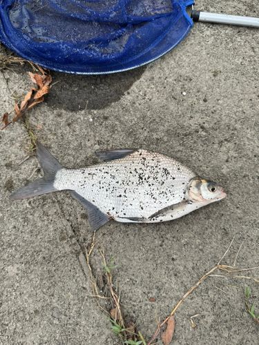 ダントウボウの釣果