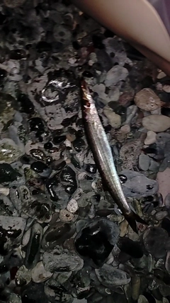 カマスの釣果