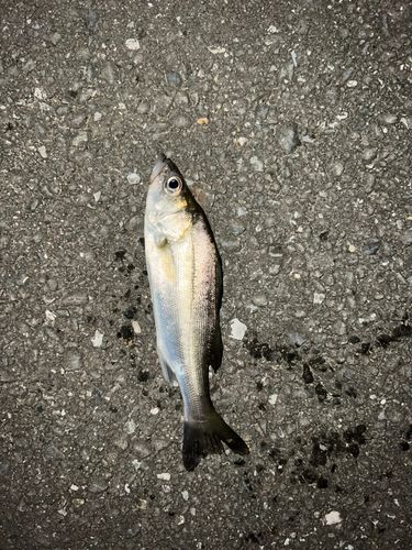 旧江戸川河口