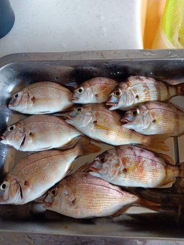 マダイの釣果