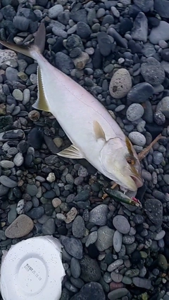 ショゴの釣果