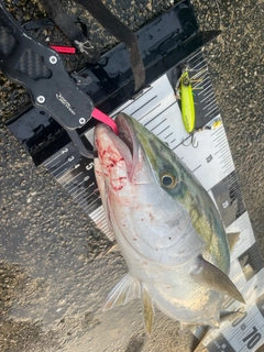メジロの釣果