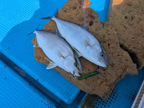 ネリゴの釣果