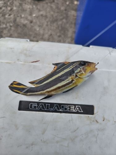 コロダイの釣果