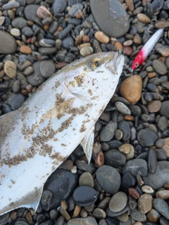 ショゴの釣果