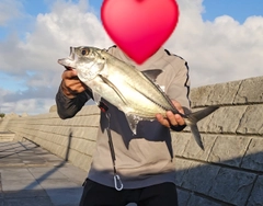 ギンガメアジの釣果