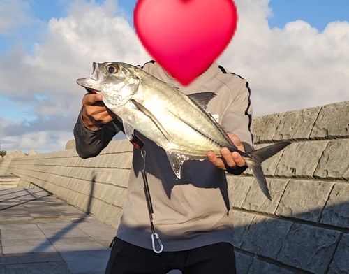 ギンガメアジの釣果