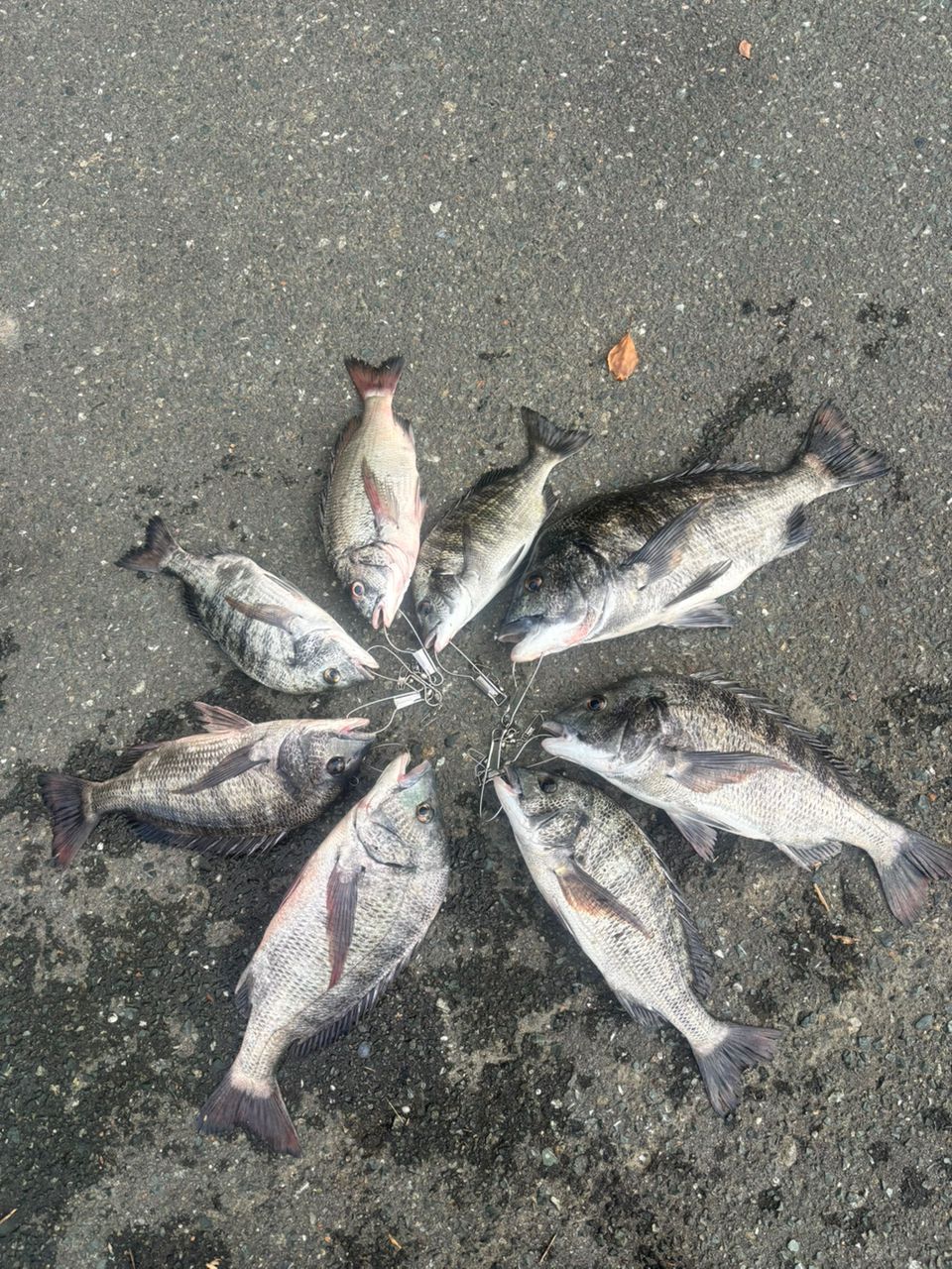 クロダイ