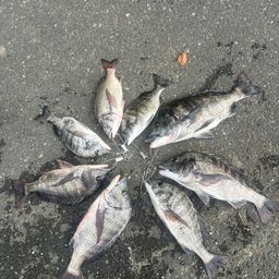 クロダイ