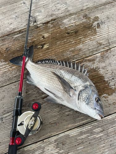 チヌの釣果