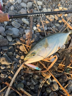 イナダの釣果