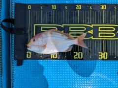 レンコダイの釣果
