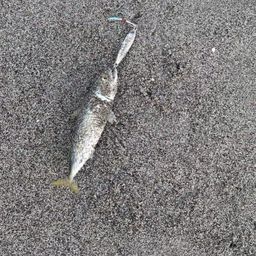 サバ