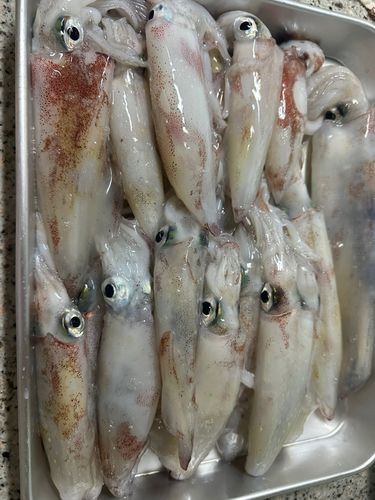 ケンサキイカの釣果