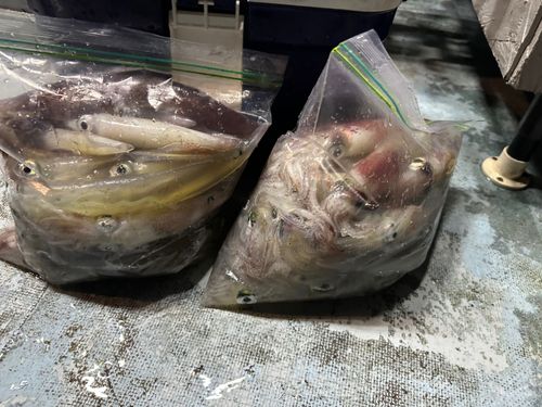 ケンサキイカの釣果
