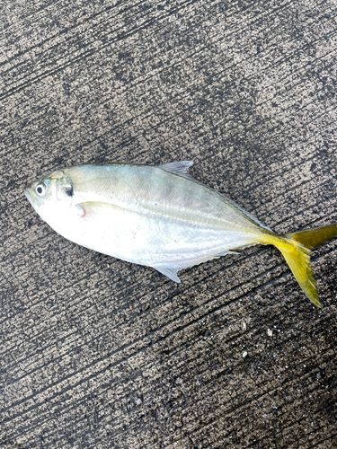 ヒラアジの釣果