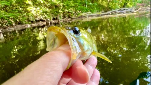 ラージマウスバスの釣果