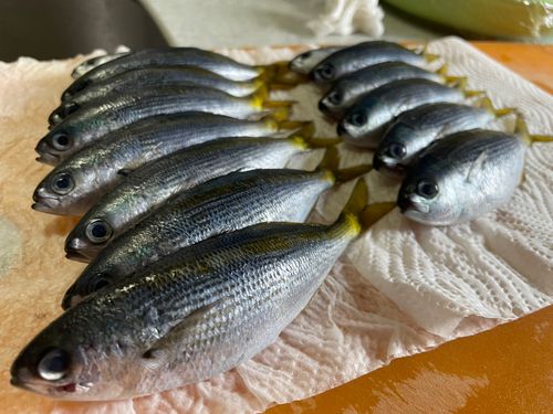 タカベの釣果