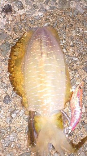 アオリイカの釣果