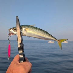 サバの釣果