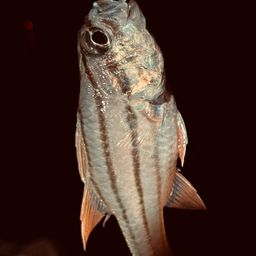 オオスジイシモチ