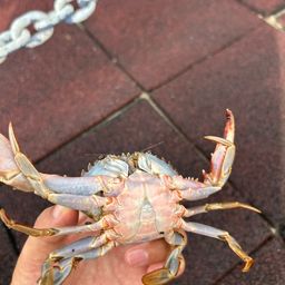 イシガニ