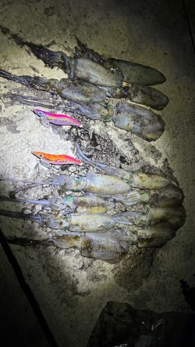 アオリイカの釣果