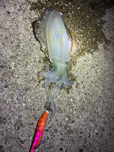 アオリイカの釣果