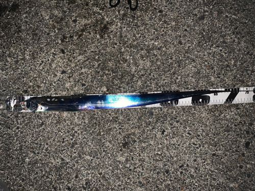 タチウオの釣果