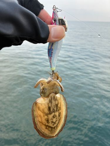 コウイカの釣果