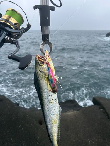 シイラの釣果