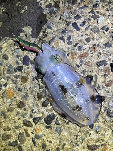 アオリイカの釣果