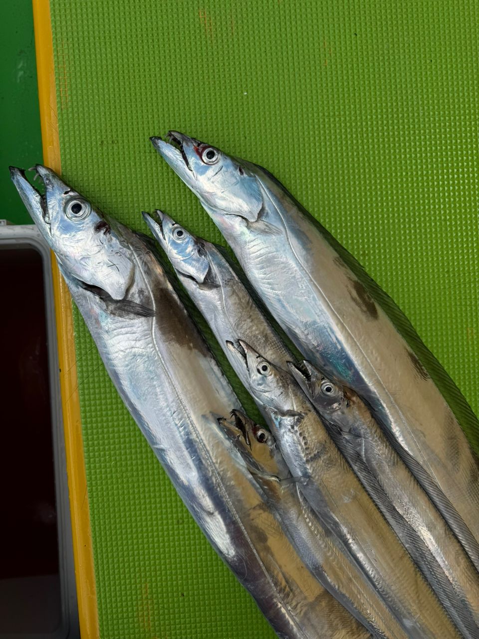 あおぴくさんの釣果 2枚目の画像