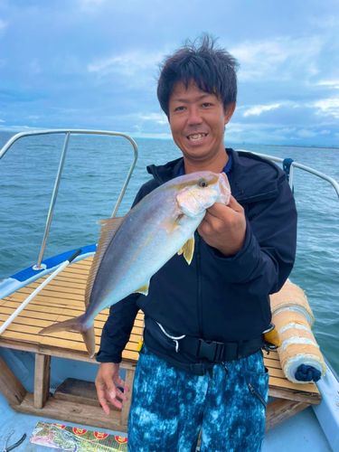 カンパチの釣果