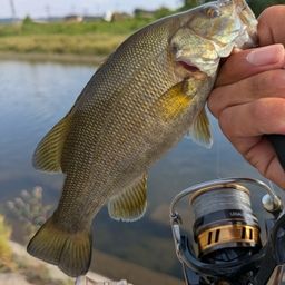 スモールマウスバス