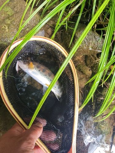 アマゴの釣果